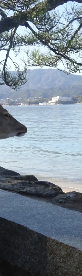 Rehe am Strand
